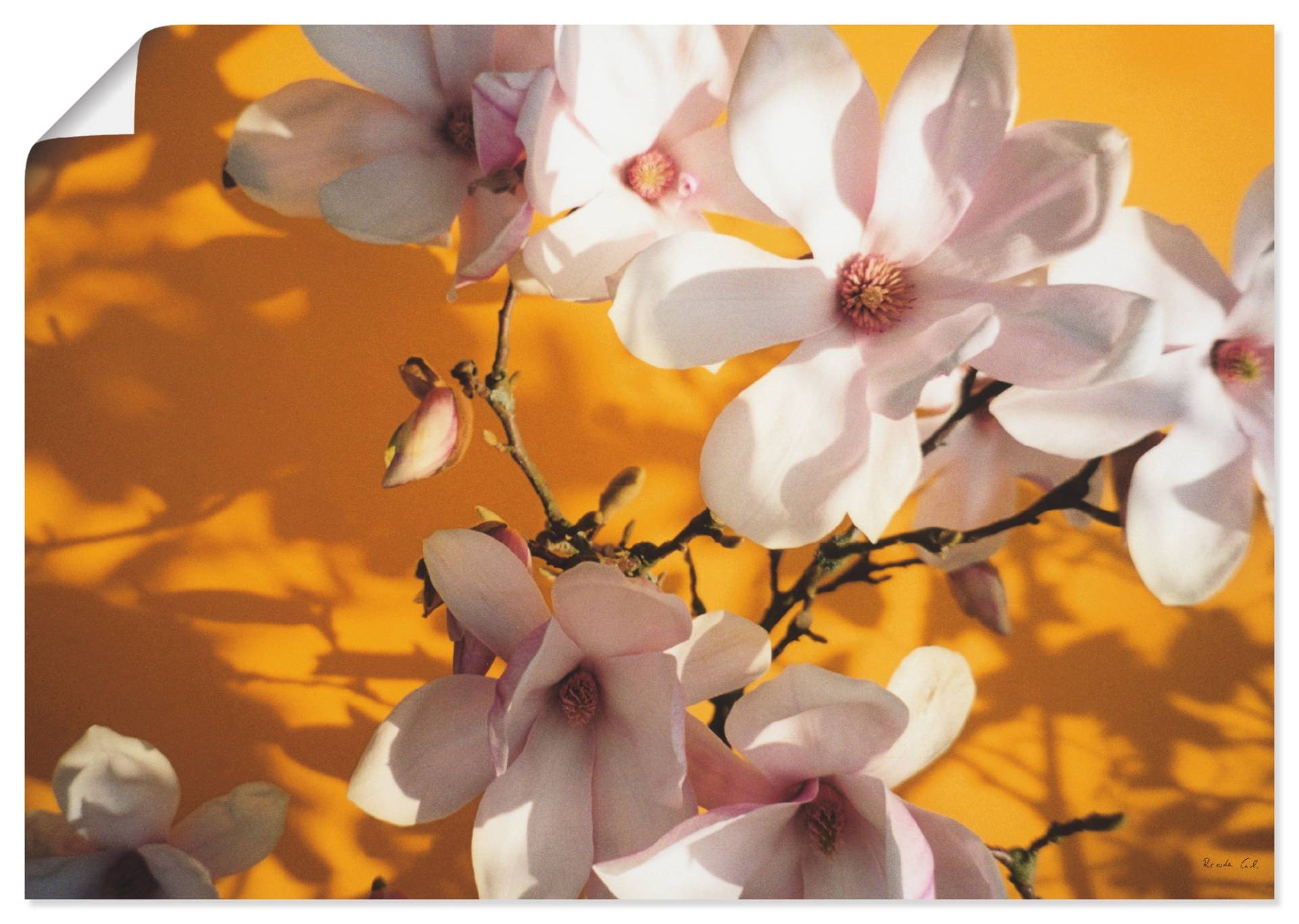 Artland Wandbild »Fotokollage Magnolie«, Blumen, (1 St.), als Leinwandbild, Poster in verschied. Grössen von Artland