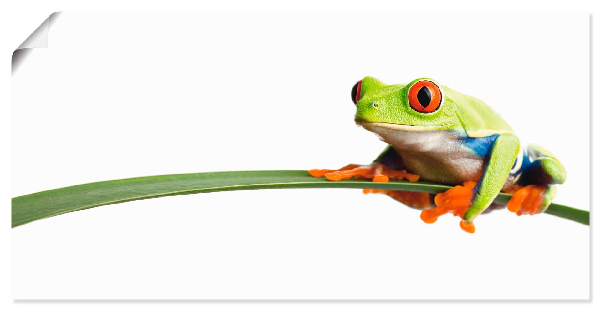 Artland Wandbild »Frosch auf einem Blatt«, Wassertiere, (1 St.), als Alubild, Outdoorbild, Leinwandbild, Poster, Wandaufkleber von Artland