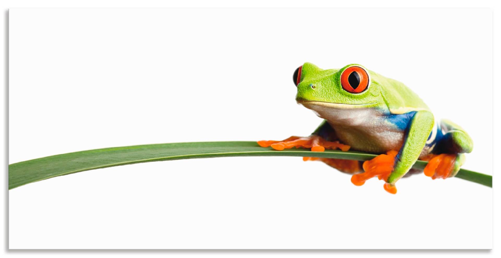 Artland Wandbild »Frosch auf einem Blatt«, Wassertiere, (1 St.), als Alubild, Outdoorbild, Leinwandbild, Poster, Wandaufkleber von Artland