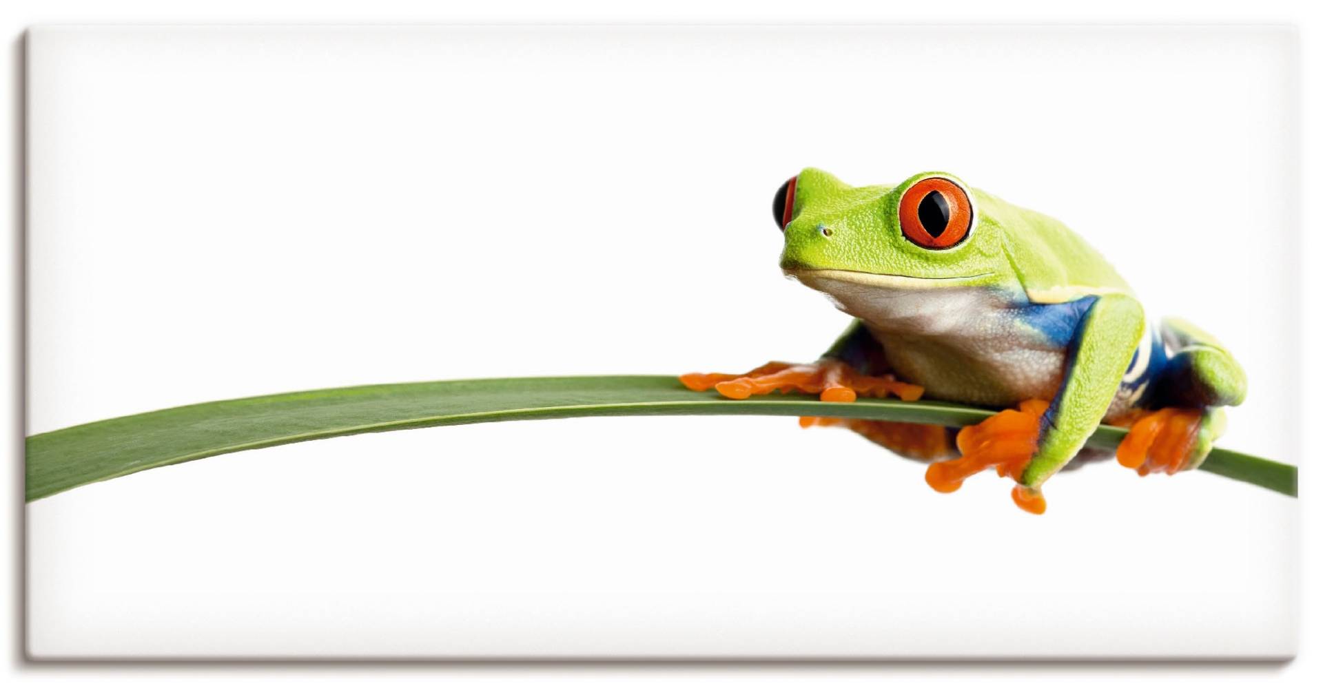 Artland Wandbild »Frosch auf einem Blatt«, Wassertiere, (1 St.), als Alubild, Outdoorbild, Leinwandbild, Poster, Wandaufkleber von Artland