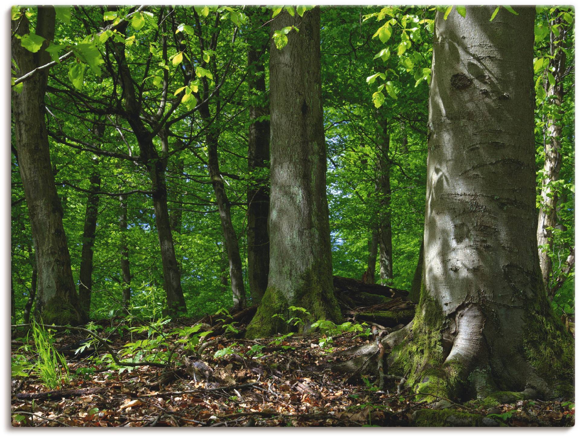 Artland Leinwandbild »Frühling im Buchenwald«, Wald, (1 St.), auf Keilrahmen gespannt von Artland