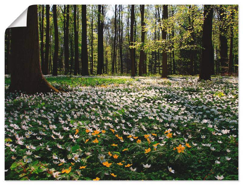 Artland Wandbild »Frühlingswald bedeckt mit Windröschen«, Wald, (1 St.), als Leinwandbild, Poster in verschied. Grössen von Artland