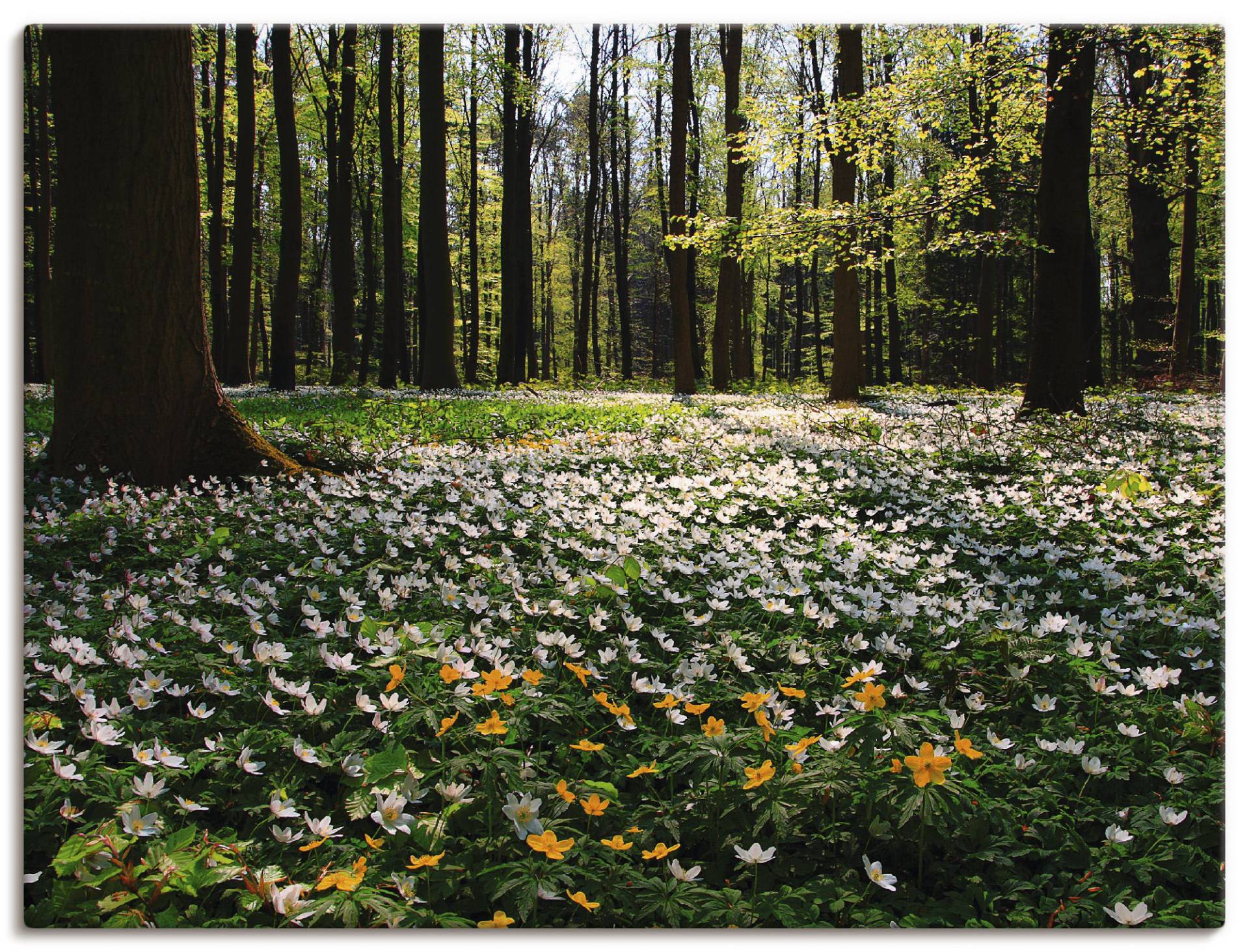 Artland Wandbild »Frühlingswald bedeckt mit Windröschen«, Wald, (1 St.), als Leinwandbild, Poster in verschied. Grössen von Artland