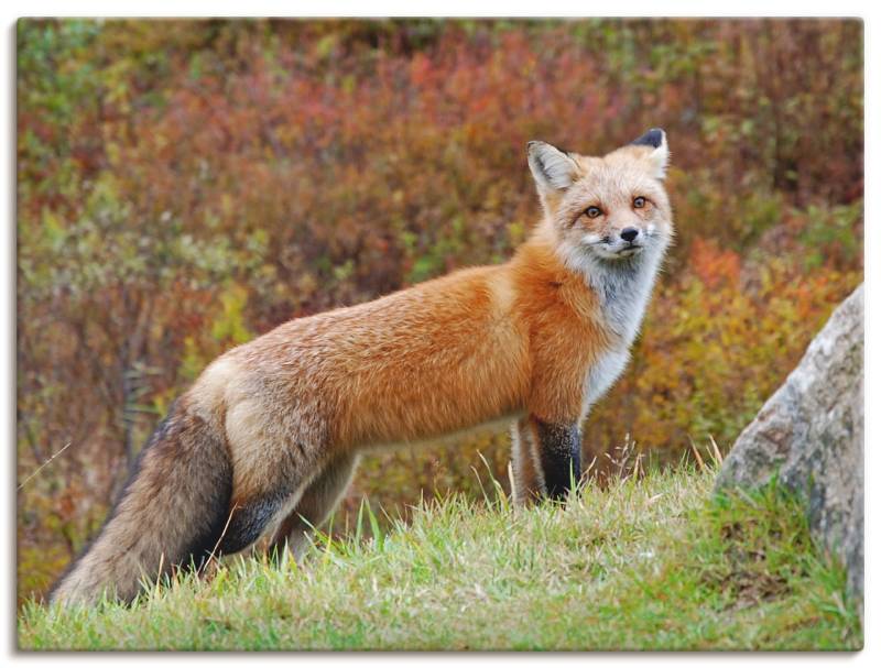 Artland Wandbild »Fuchs I«, Wildtiere, (1 St.), als Leinwandbild, Poster in verschied. Grössen von Artland