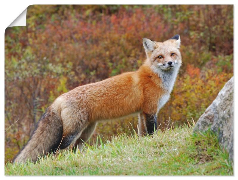 Artland Wandbild »Fuchs I«, Wildtiere, (1 St.), als Leinwandbild, Poster in verschied. Grössen von Artland