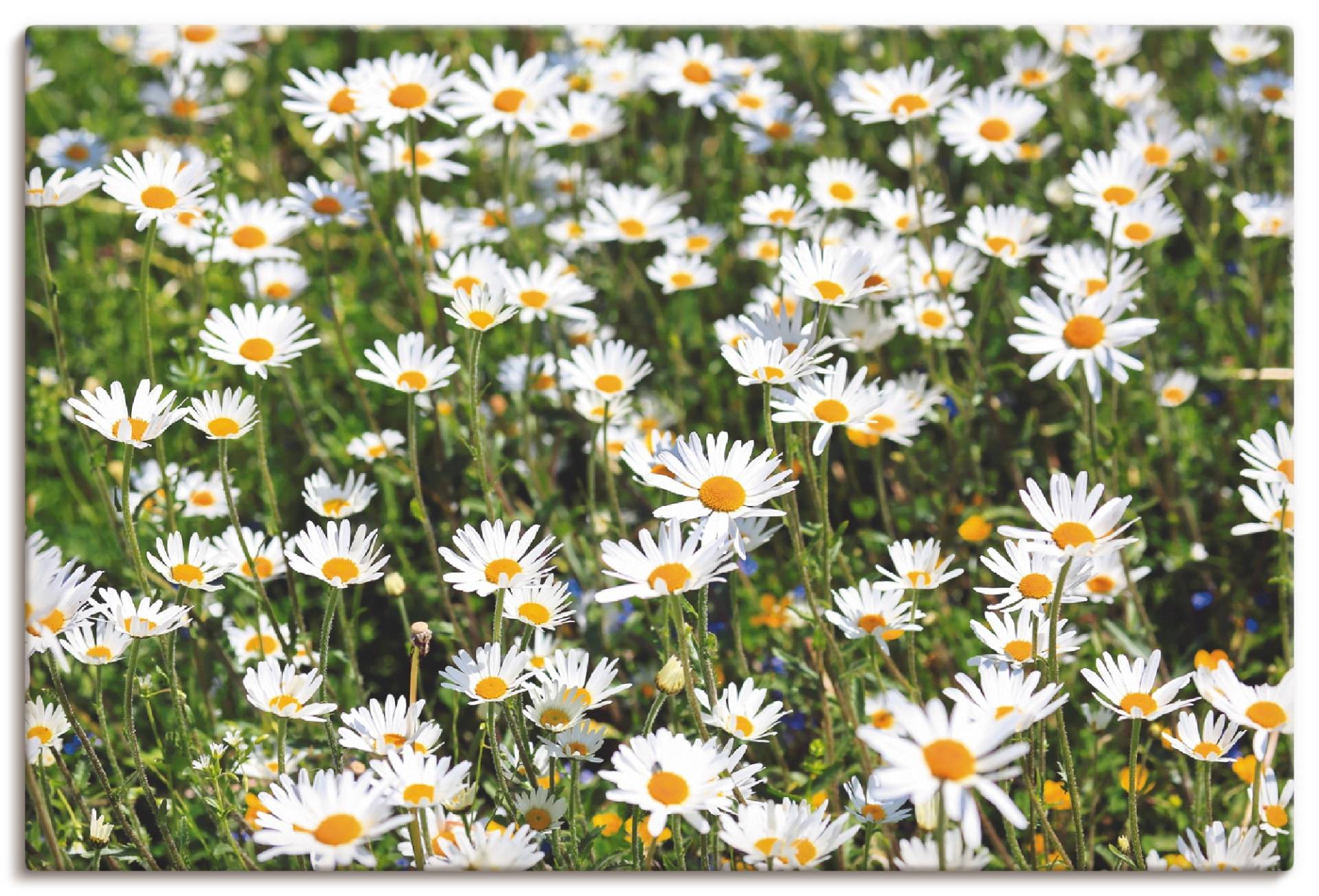 Artland Wandbild »Gänseblümchen«, Blumen, (1 St.), als Alubild, Outdoorbild, Leinwandbild in verschied. Grössen von Artland