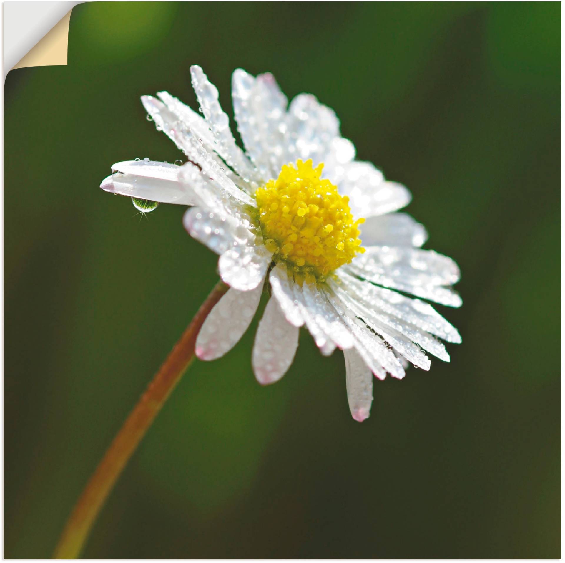 Artland Wandbild »Gänseblümchen«, Blumen, (1 St.), als Leinwandbild, Wandaufkleber oder Poster in versch. Grössen von Artland