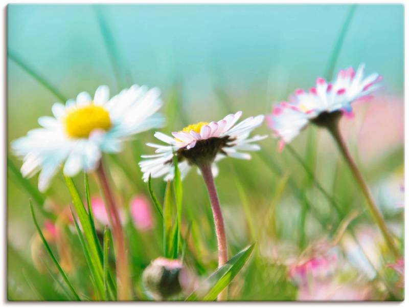 Artland Leinwandbild »Gänseblümchen Romantik«, Blumen, (1 St.), auf Keilrahmen gespannt von Artland