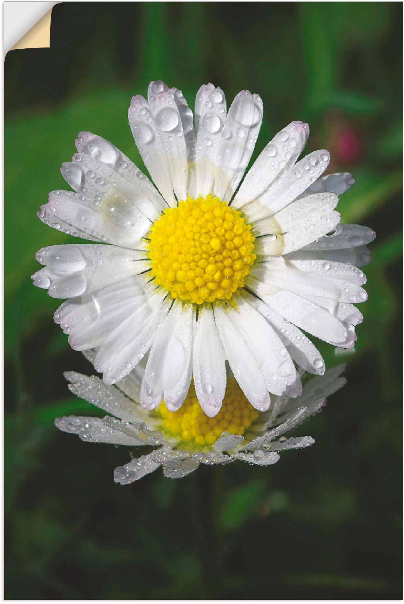 Artland Wandfolie »Gänseblümchen mit Tropfen«, Blumen, (1 St.), selbstklebend von Artland