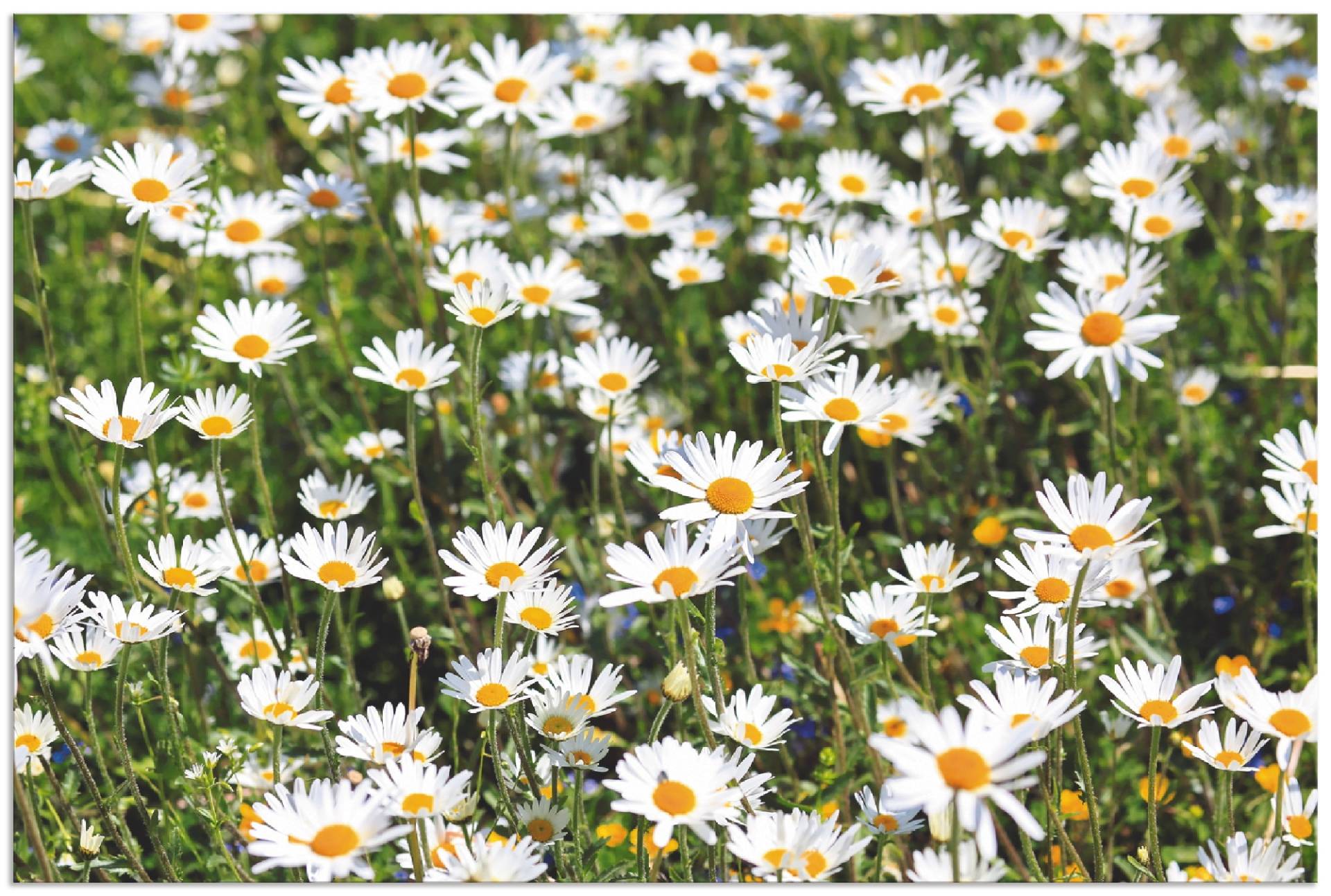 Artland Wandbild »Gänseblümchen«, Blumen, (1 St.), als Alubild, Outdoorbild, Leinwandbild in verschied. Grössen von Artland