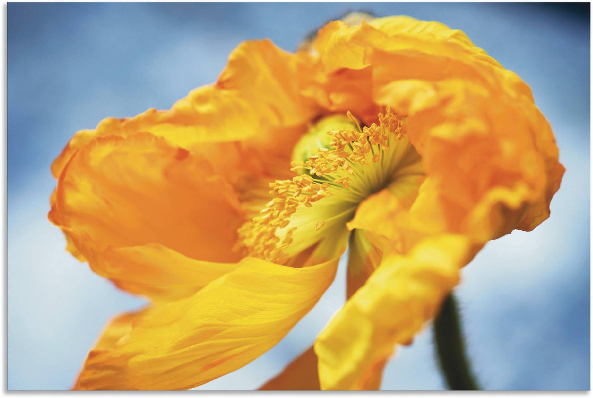 Artland Wandbild »Gelbe Mohnblüte«, Blumenbilder, (1 St.), als Alubild, Leinwandbild, Wandaufkleber oder Poster in versch. Grössen von Artland