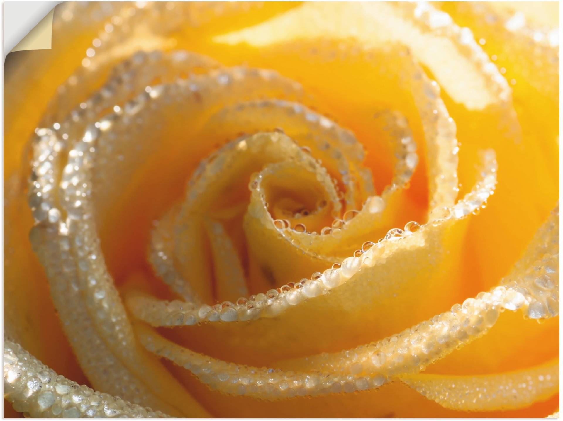 Artland Wandbild »Gelbe Rose Makro«, Blumen, (1 St.), als Leinwandbild, Wandaufkleber in verschied. Grössen von Artland