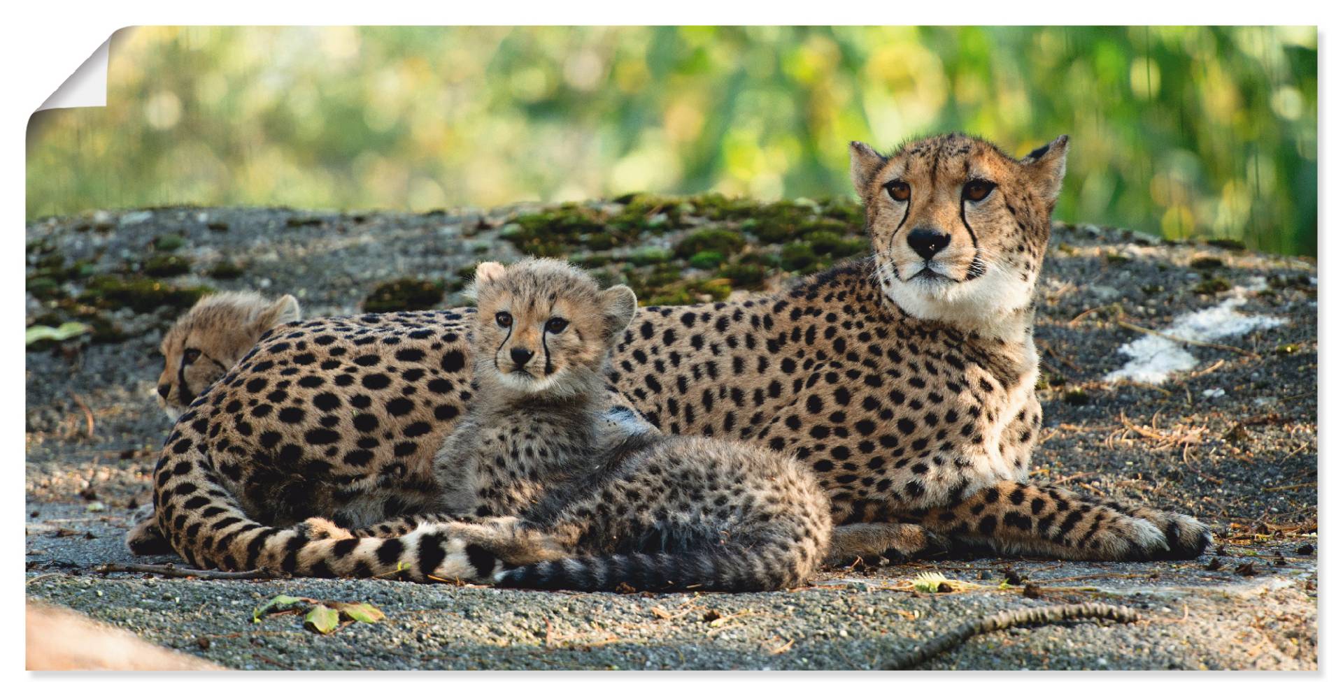 Artland Wandbild »Gepard 2«, Wildtiere, (1 St.), als Leinwandbild, Poster, Wandaufkleber in verschied. Grössen von Artland