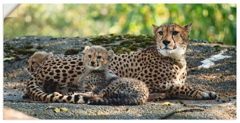 Artland Wandbild »Gepard 2«, Wildtiere, (1 St.), als Leinwandbild, Poster, Wandaufkleber in verschied. Grössen von Artland