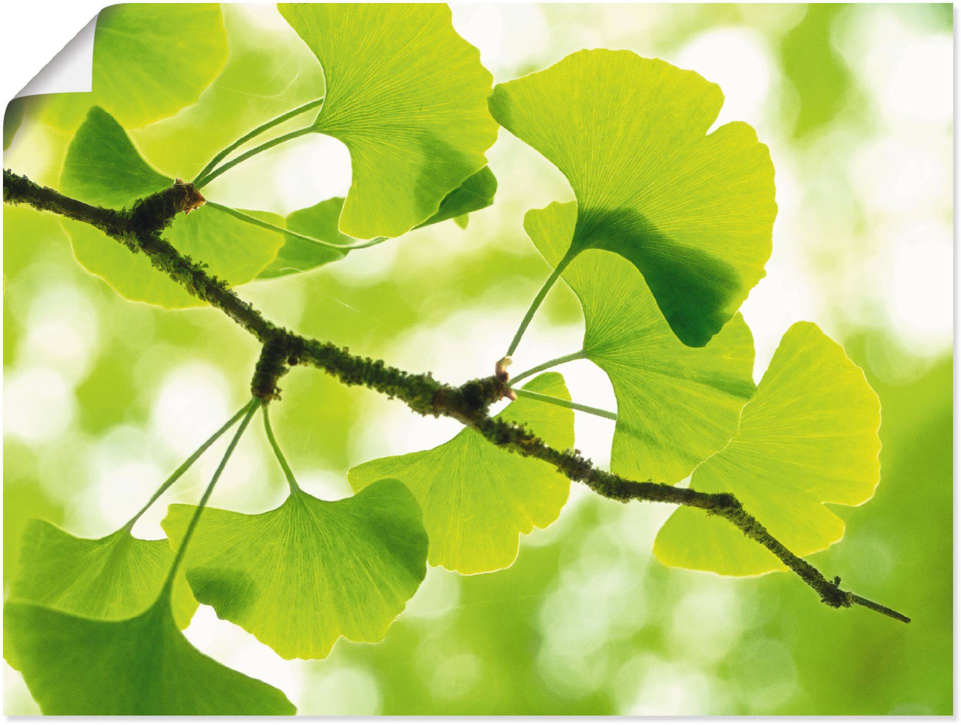 Artland Wandbild »Ginkgo«, Blätter, (1 St.), als Leinwandbild, Poster in verschied. Grössen von Artland