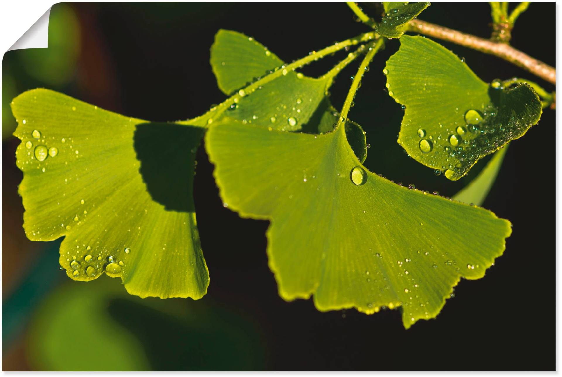 Artland Wandbild »Ginkgo Blätter«, Blätter, (1 St.), als Alubild, Outdoorbild, Poster in verschied. Grössen von Artland