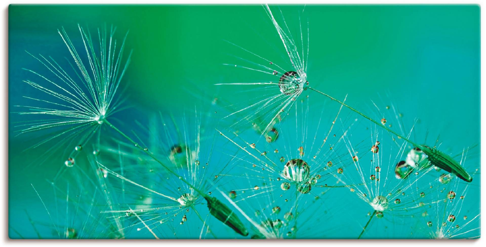 Artland Wandbild »Glitzernde Pustblumen mit Wassertropfen«, Blumen, (1 St.), als Alubild, Outdoorbild, Leinwandbild in verschied. Grössen Artland Wandbild »Glitzernde Pustblumen mit Wassertropfen«, Blumen, (1 St.), als Alubild, Outdoorbild, Leinwandbild in verschied. Grössen von Artland
