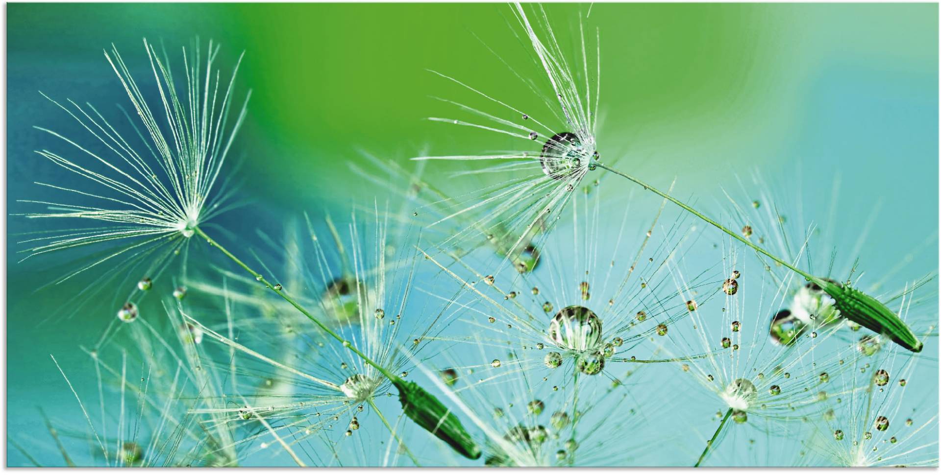 Artland Wandbild »Glitzernde Pustblumen mit Wassertropfen«, Blumen, (1 St.), als Alubild, Outdoorbild, Leinwandbild in verschied. Grössen von Artland