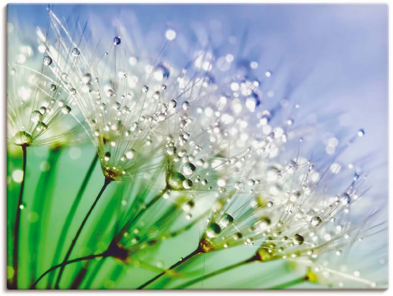 Artland Wandbild »Glitzernde Pusteblume III«, Blumen, (1 St.), als Leinwandbild, Poster, Wandaufkleber in verschied. Grössen von Artland