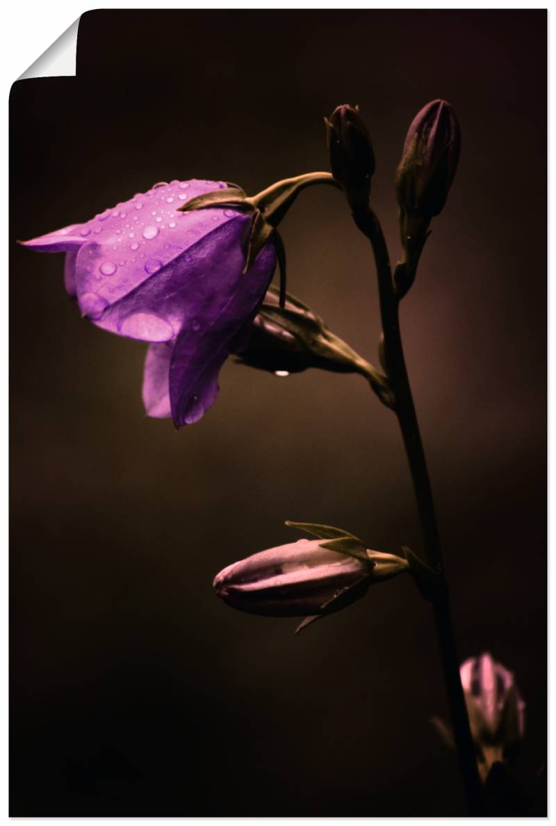 Artland Wandbild »Glockenblume«, Blumen, (1 St.), als Alubild, Leinwandbild, Wandaufkleber oder Poster in versch. Grössen von Artland