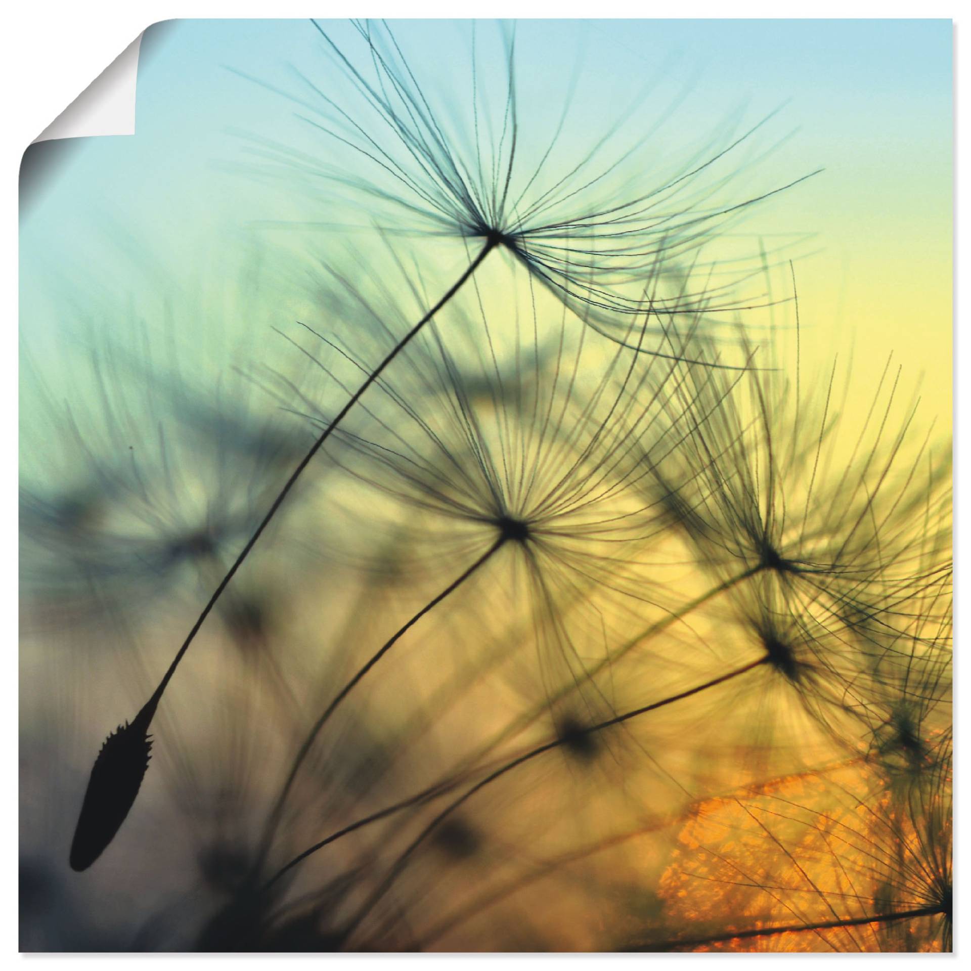 Artland Wandbild »Goldener Sonnenuntergang und Pusteblumen«, Blumen, (1 St.), als Alubild, Outdoorbild, Leinwandbild, Poster, Wandaufkleber Artland Wandbild »Goldener Sonnenuntergang und Pusteblumen«, Blumen, (1 St.), als Alubild, Outdoorbild, Leinwandbild, Poster, Wandaufkleber von Artland