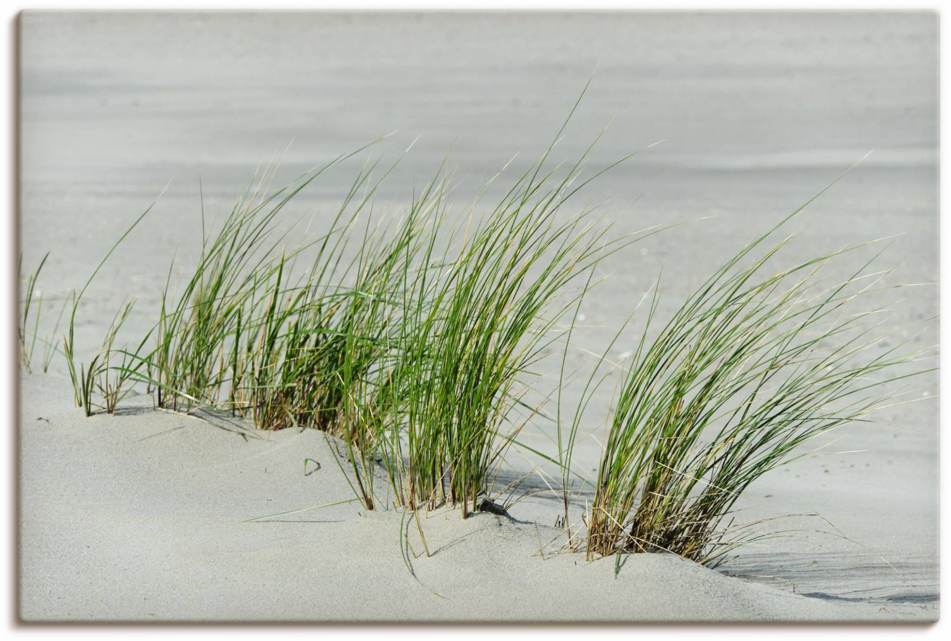 Artland Leinwandbild »Gräser am Strand«, Strandbilder, (1 St.), auf Keilrahmen gespannt von Artland