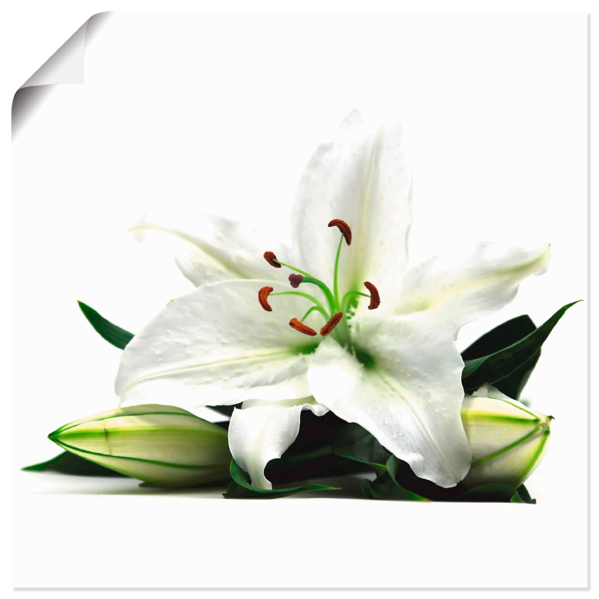 Artland Wandbild »Grosse Lilie«, Blumen, (1 St.), als Leinwandbild, Poster in verschied. Grössen von Artland