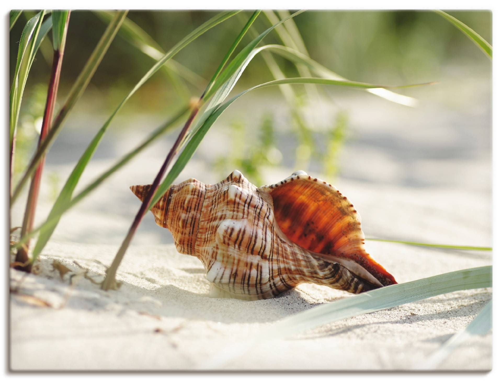 Artland Wandbild »Grosse Muschel am Strand«, Wassertiere, (1 St.), als Leinwandbild, Poster, Wandaufkleber in verschied. Grössen von Artland