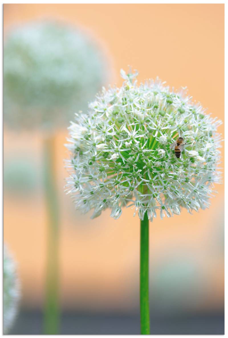 Artland Wandbild »Grosser Allium in Pastell«, Blumen, (1 St.), als Leinwandbild, Wandaufkleber in verschied. Grössen von Artland