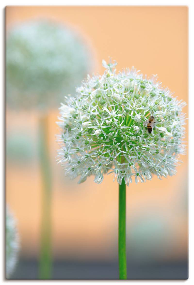 Artland Wandbild »Grosser Allium in Pastell«, Blumen, (1 St.), als Leinwandbild, Wandaufkleber in verschied. Grössen von Artland