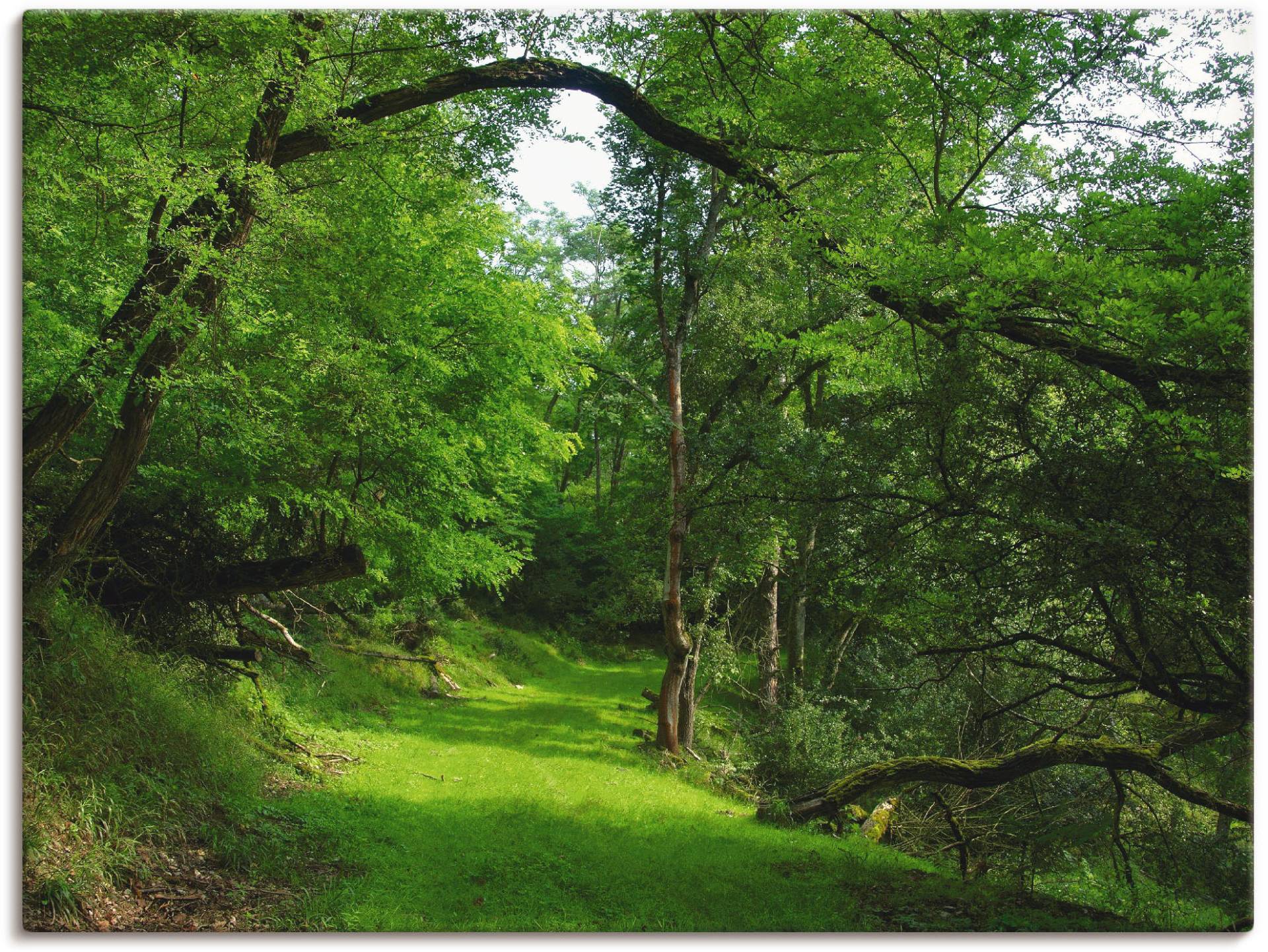 Artland Wandbild »Grüner Weg durch den Wald«, Wald, (1 St.), als Leinwandbild, Poster in verschied. Grössen von Artland