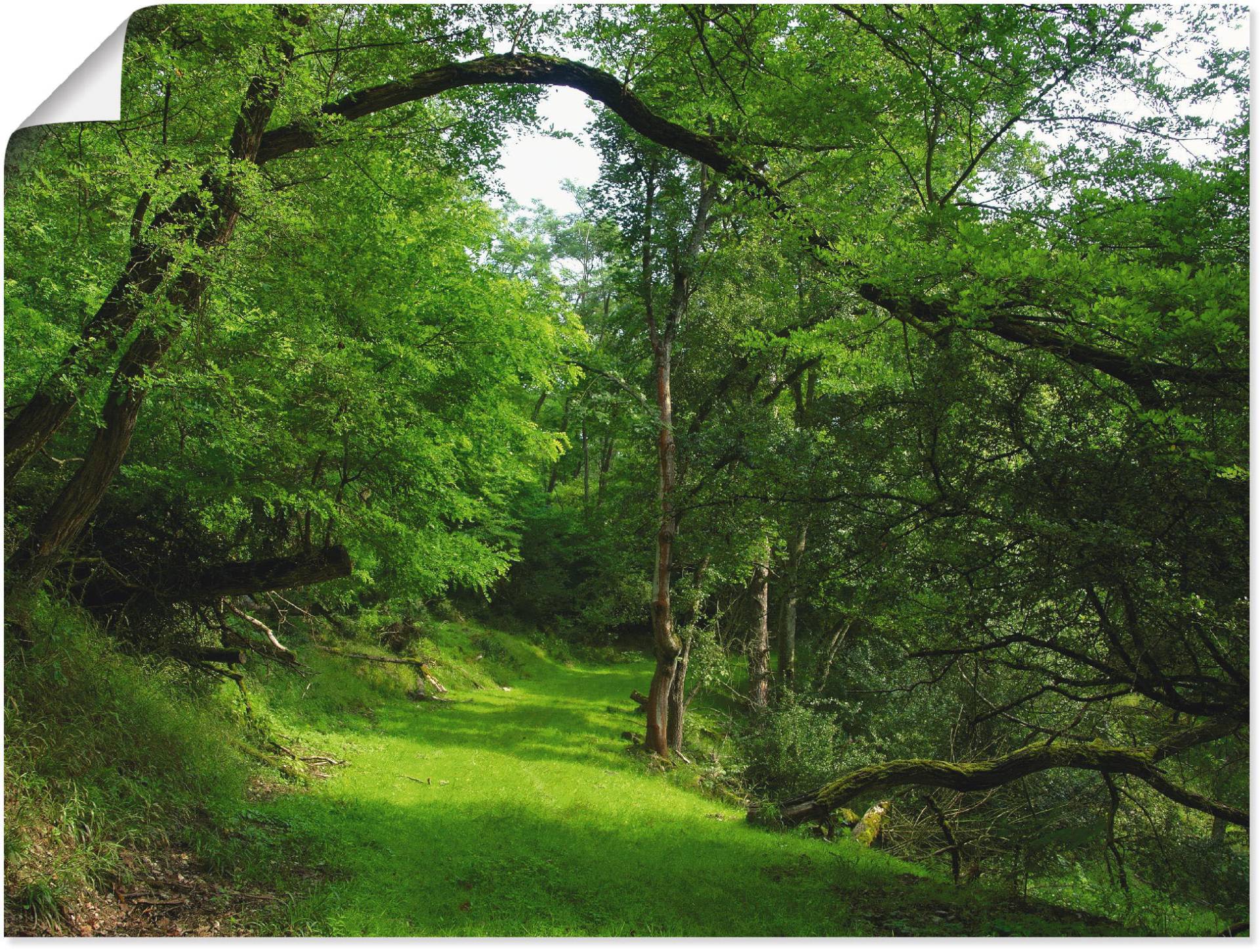 Artland Wandbild »Grüner Weg durch den Wald«, Wald, (1 St.), als Leinwandbild, Poster in verschied. Grössen von Artland