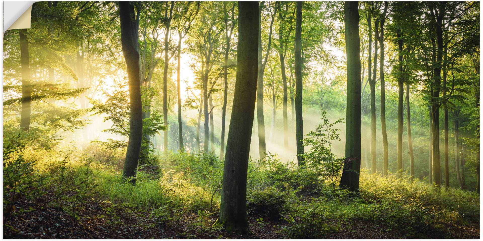 Artland Wandbild »Herbst im Wald II«, Waldbilder, (1 St.), als Alubild, Outdoorbild, Leinwandbild, Poster, Wandaufkleber von Artland