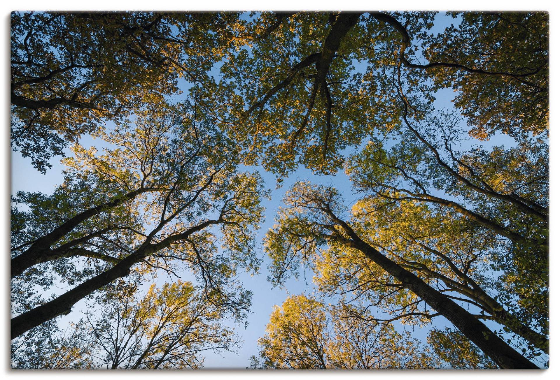 Artland Wandbild »Herbst im Wald«, Bäume, (1 St.), als Alubild, Outdoorbild, Leinwandbild in verschied. Grössen von Artland