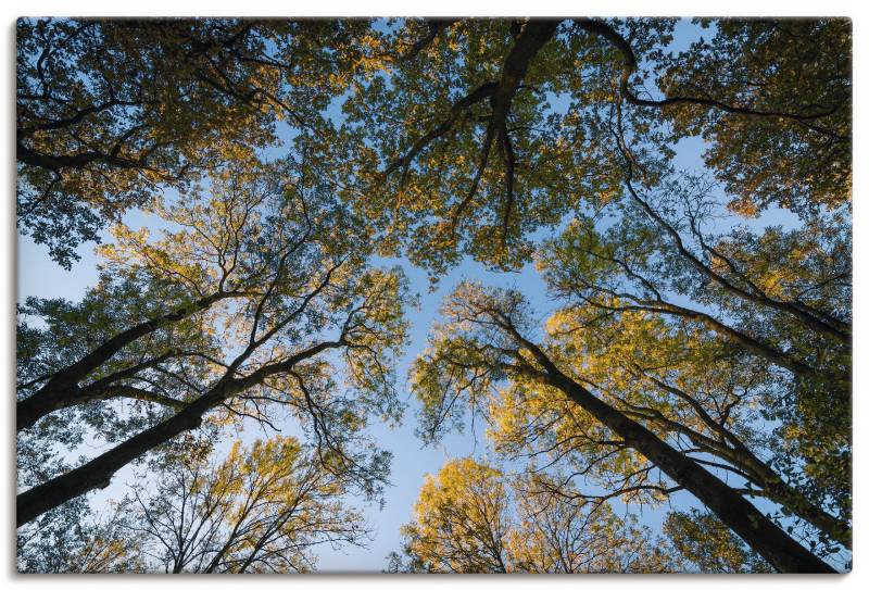 Artland Wandbild »Herbst im Wald«, Bäume, (1 St.), als Alubild, Outdoorbild, Leinwandbild in verschied. Grössen von Artland