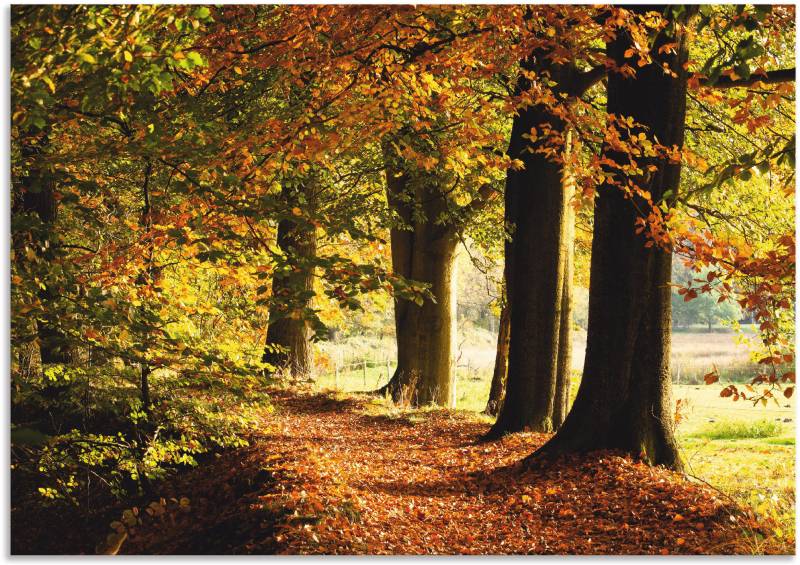 Artland Wandbild »Herbstfarben«, Bäume, (1 St.), als Alubild, Outdoorbild, Leinwandbild in verschied. Grössen von Artland