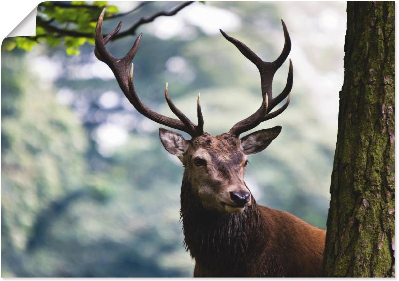 Artland Wandbild »Hirsch«, Wildtiere, (1 St.), als Alubild, Outdoorbild, Leinwandbild, Poster in verschied. Grössen von Artland