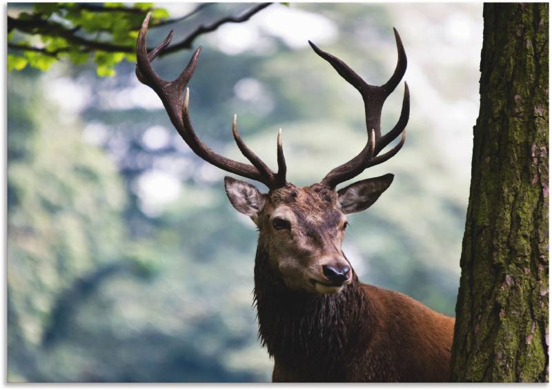 Artland Wandbild »Hirsch«, Wildtiere, (1 St.), als Alubild, Outdoorbild, Leinwandbild, Poster in verschied. Grössen von Artland