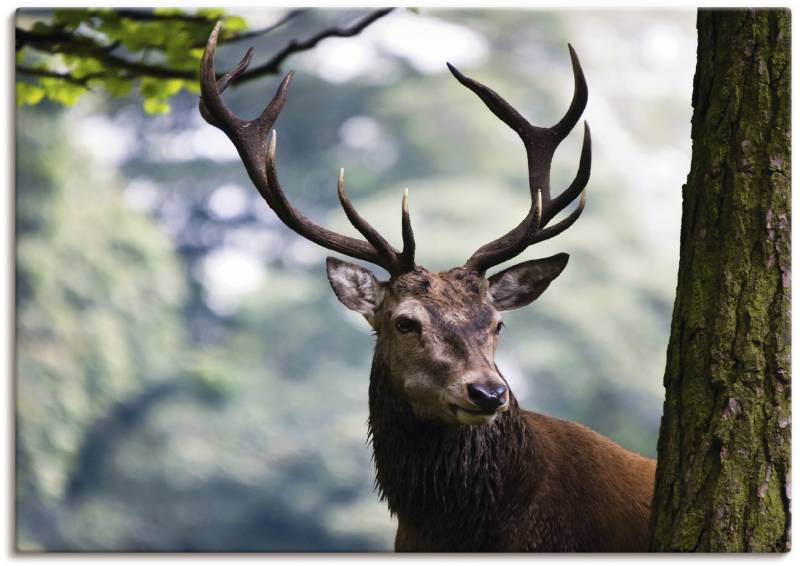 Artland Wandbild »Hirsch«, Wildtiere, (1 St.), als Alubild, Outdoorbild, Leinwandbild, Poster in verschied. Grössen von Artland