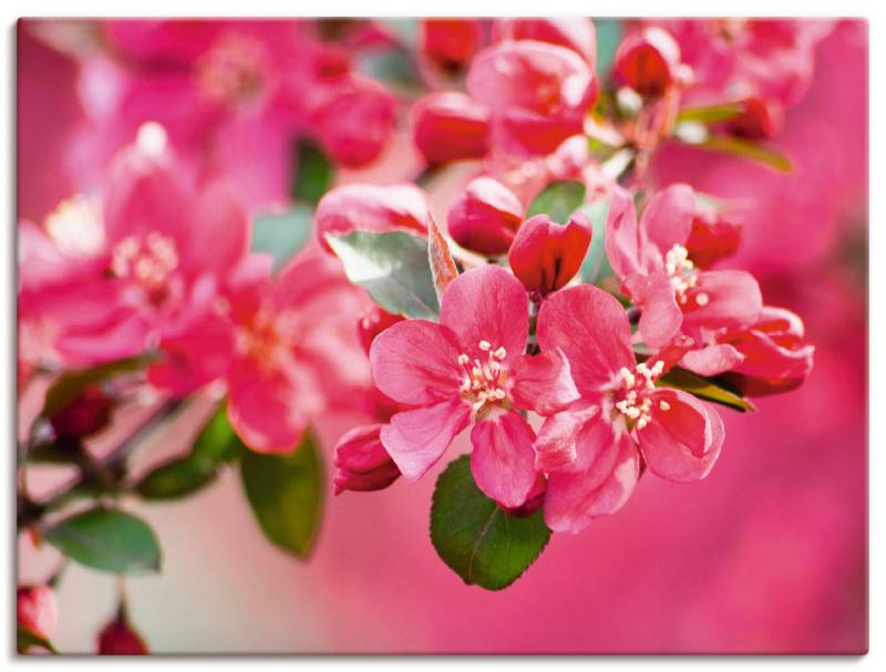 Artland Leinwandbild »Holzapfelblüte 1«, Blumen, (1 St.), auf Keilrahmen gespannt von Artland