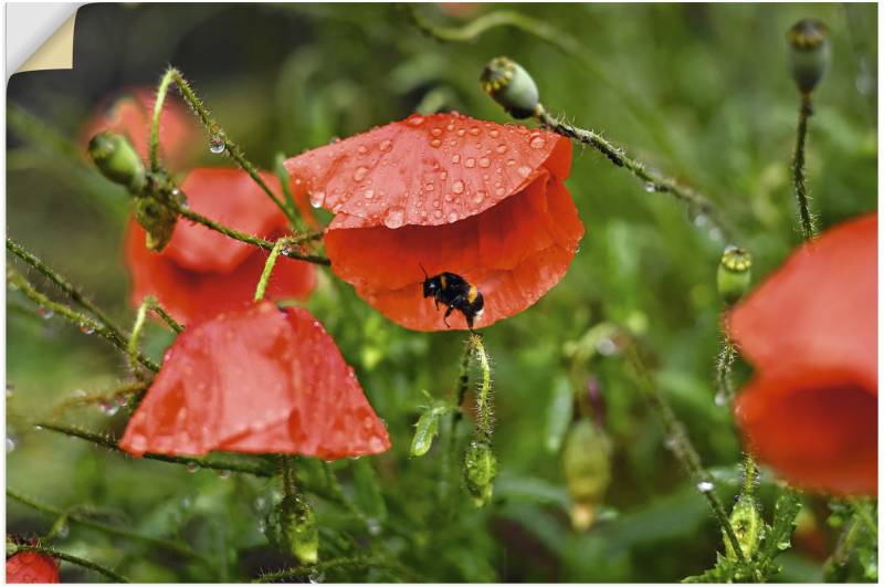 Artland Wandbild »Hummel sucht Schutz vor Regen«, Blumenbilder, (1 St.), als Alubild, Leinwandbild, Wandaufkleber oder Poster in versch. Grössen von Artland