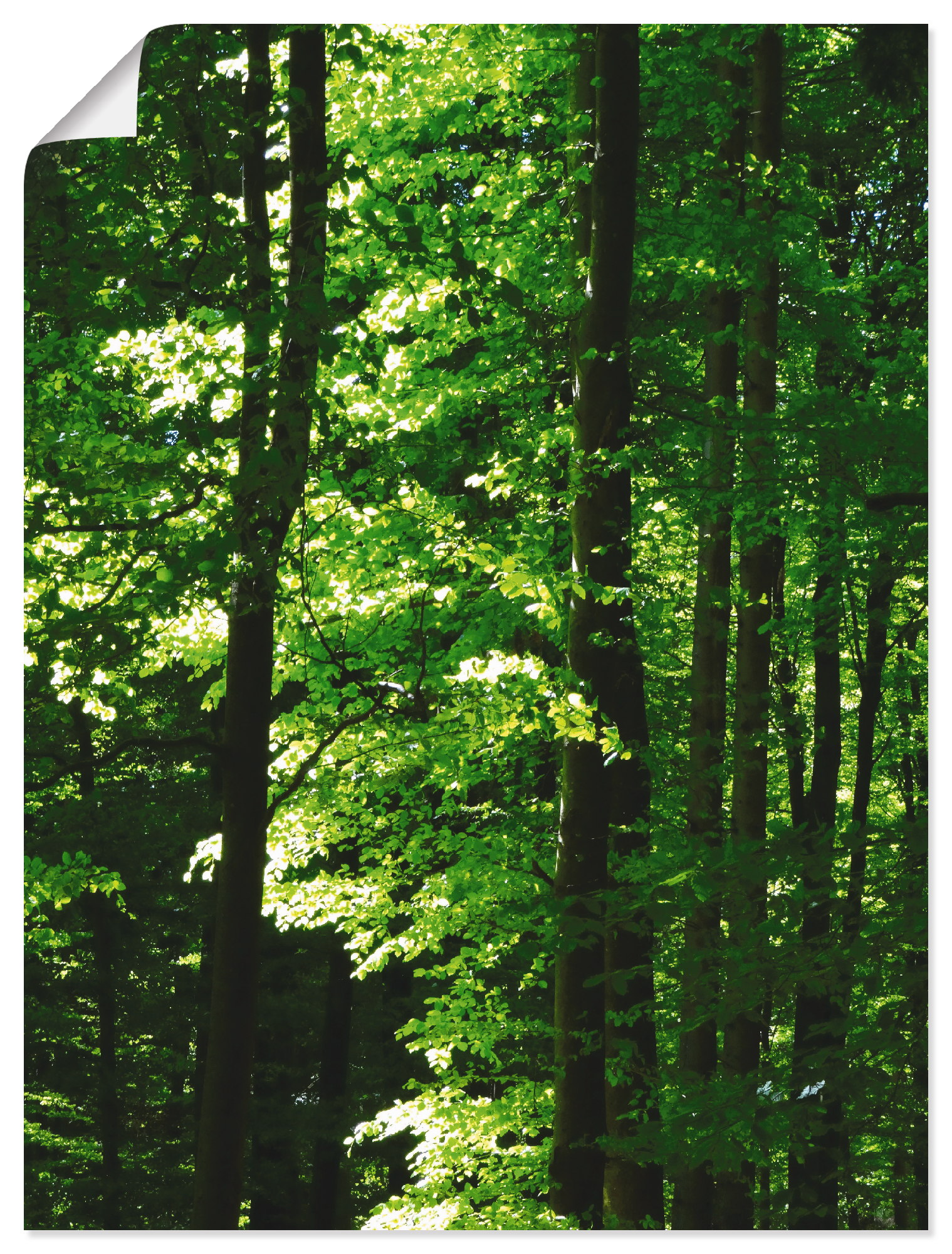 Artland Poster »Im Buchenwald«, Wald, (1 St.), als Alubild, Leinwandbild, Wandaufkleber oder Poster in versch. Grössen von Artland