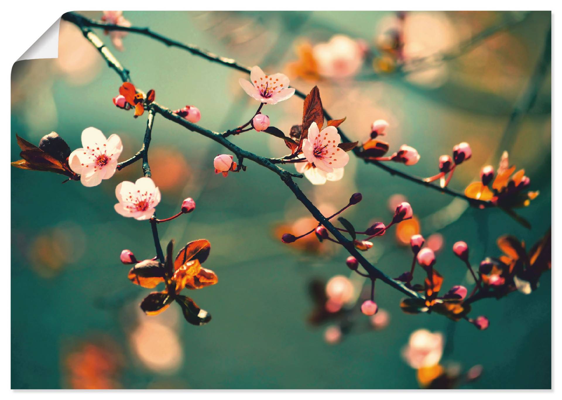 Artland Wandbild »Japanische Kirsch Sakura Blumen«, Blumen, (1 St.), als Leinwandbild, Poster in verschied. Grössen von Artland