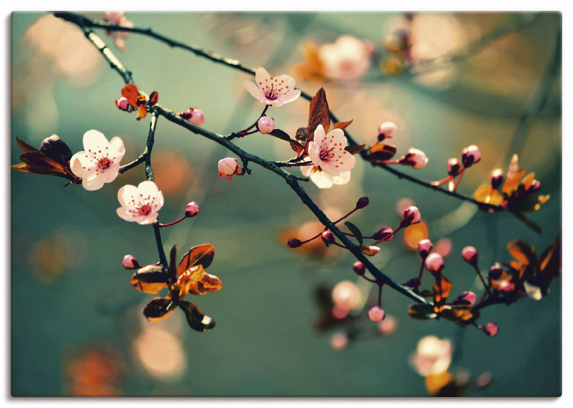 Artland Wandbild »Japanische Kirsch Sakura Blumen«, Blumen, (1 St.), als Leinwandbild, Poster in verschied. Grössen Artland Wandbild »Japanische Kirsch Sakura Blumen«, Blumen, (1 St.), als Leinwandbild, Poster in verschied. Grössen von Artland
