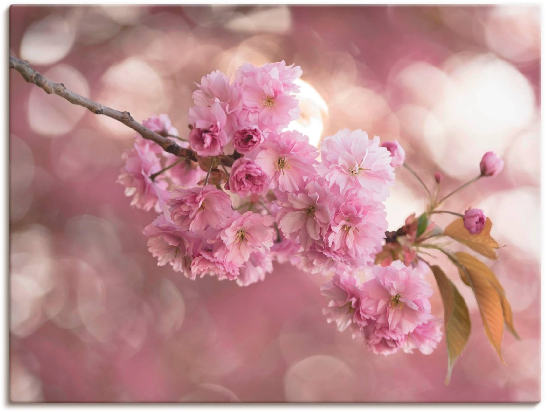 Artland Wandbild »Japanische Kirschblüte in Love III«, Blumen, (1 St.), als Leinwandbild in verschied. Grössen von Artland