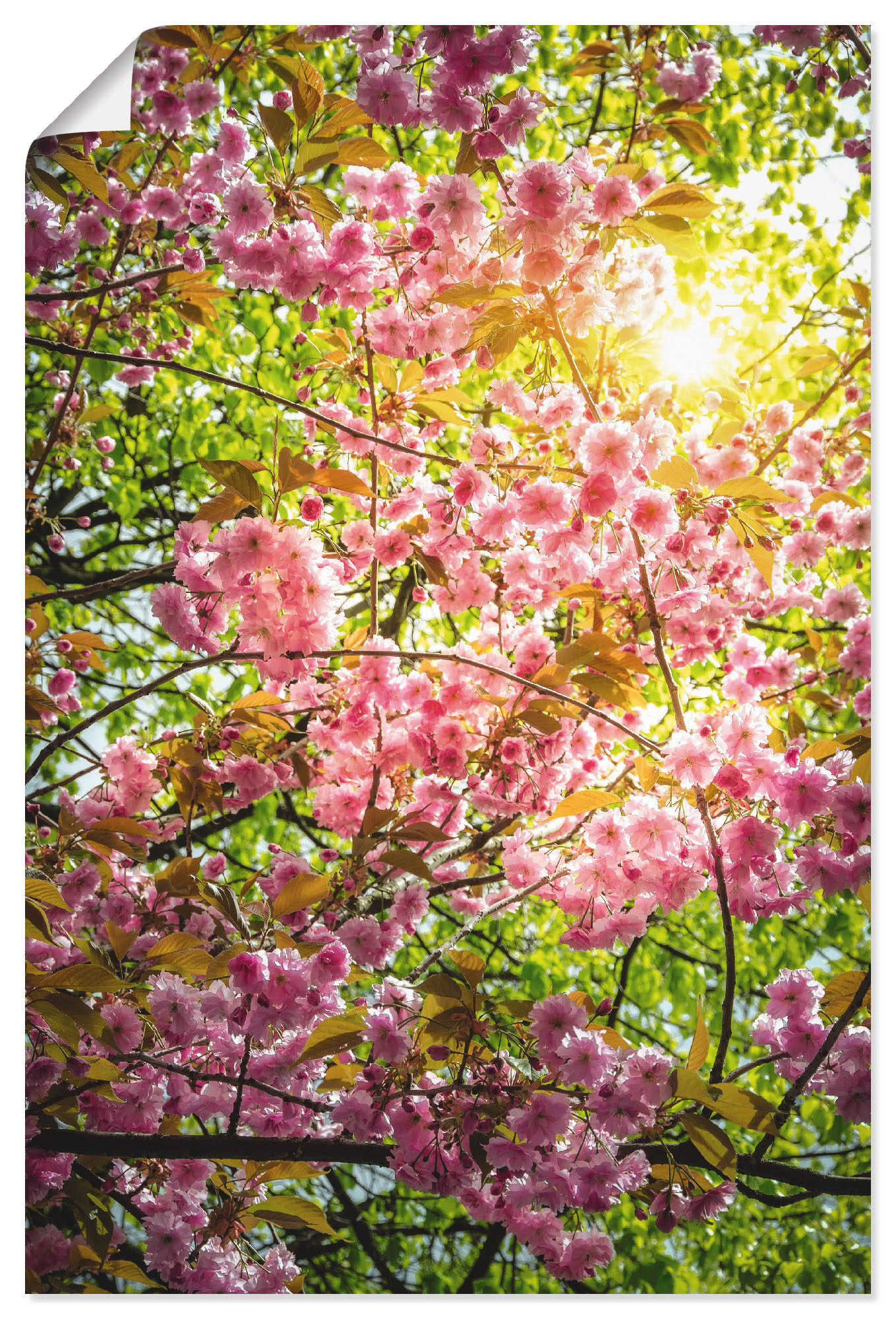 Artland Poster »Japanische Kirschblüte«, Vier Jahreszeiten, (1 St.), als Alubild, Leinwandbild, Wandaufkleber oder Poster in versch. Grössen von Artland