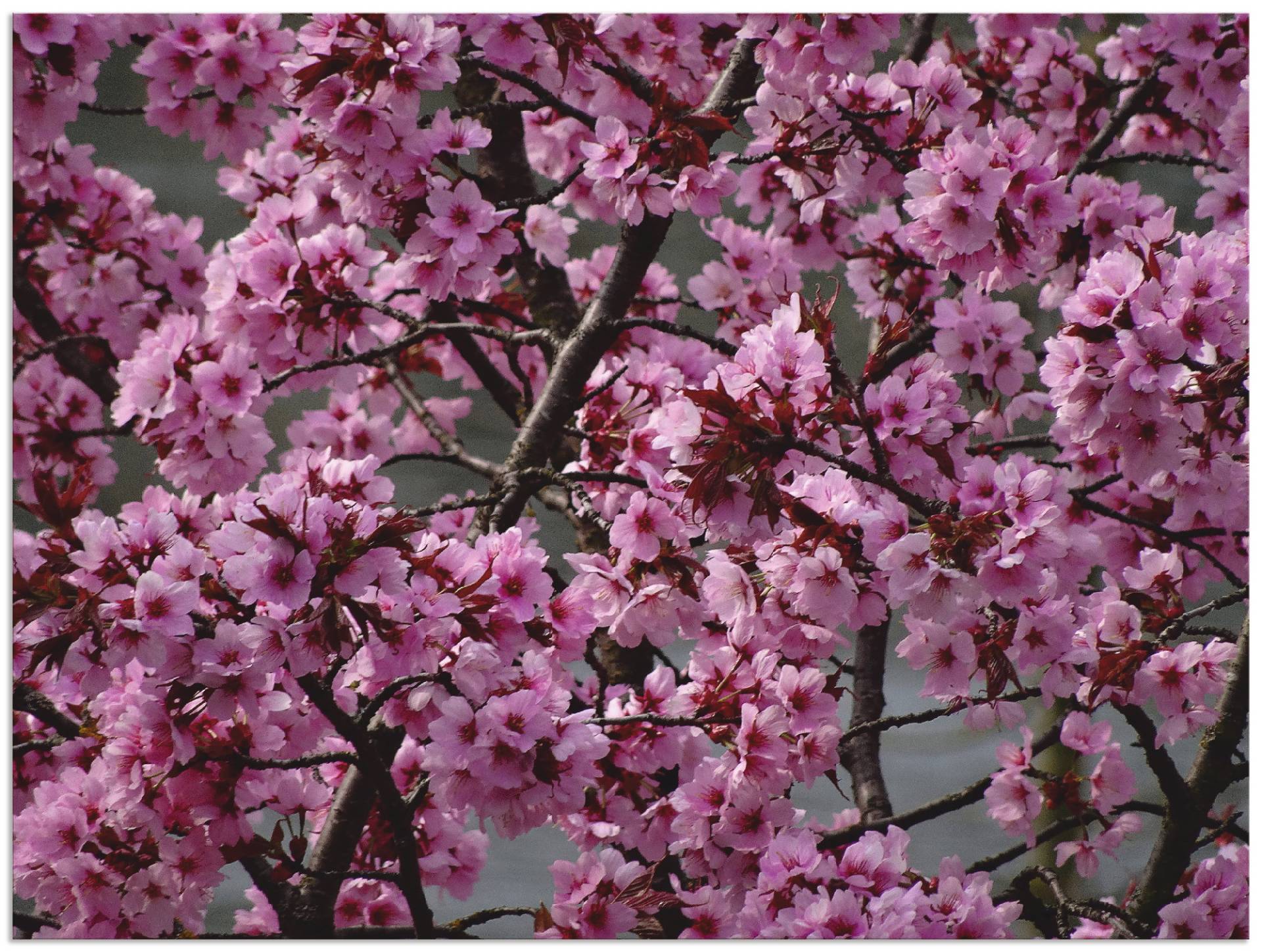 Artland Wandbild »Japanische Zierkirschen Blüte«, Bäume, (1 St.), als Leinwandbild, Poster in verschied. Grössen von Artland