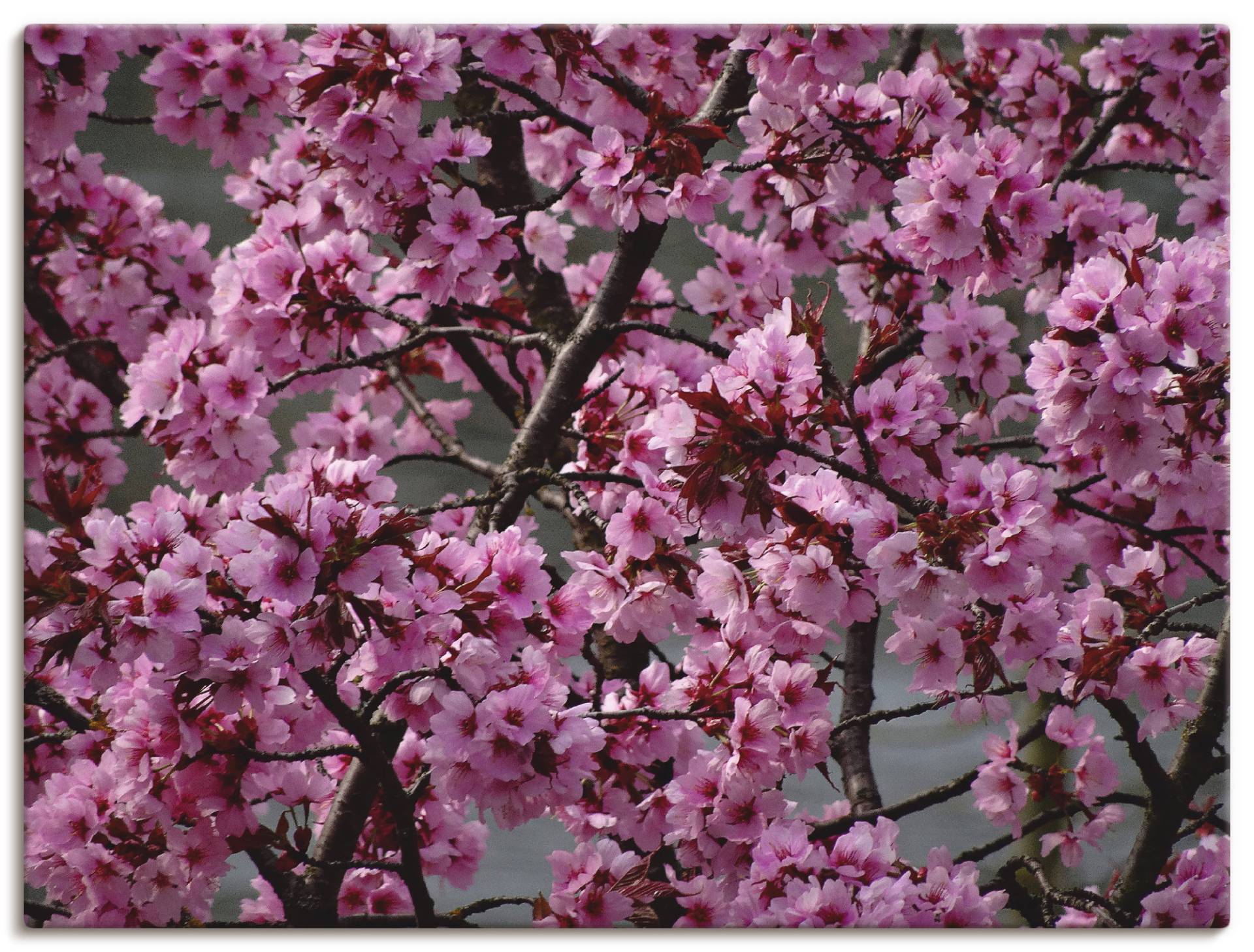 Artland Wandbild »Japanische Zierkirschen Blüte«, Bäume, (1 St.), als Leinwandbild, Poster in verschied. Grössen von Artland