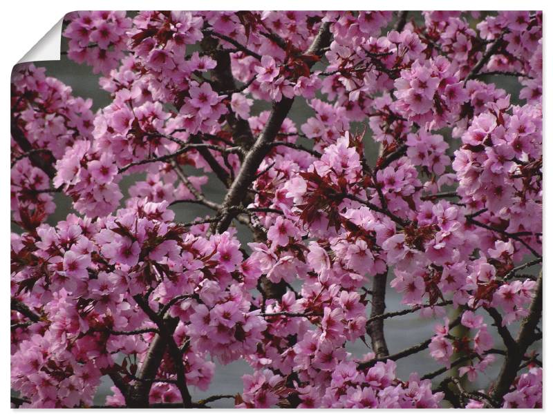 Artland Wandbild »Japanische Zierkirschen Blüte«, Bäume, (1 St.), als Leinwandbild, Poster in verschied. Grössen von Artland