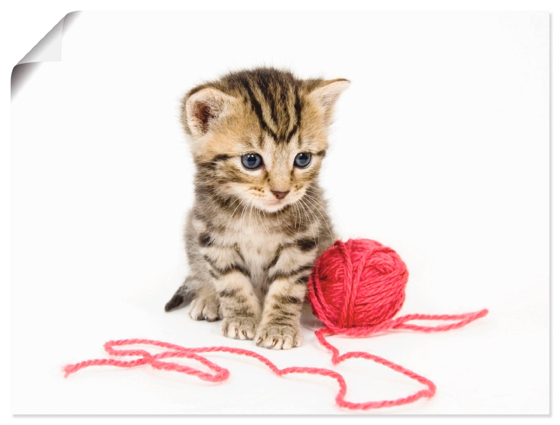 Artland Wandbild »Kätzchen mit rotem Garnball«, Haustiere, (1 St.), als Alubild, Outdoorbild, Poster, Wandaufkleber in verschied. Grössen von Artland